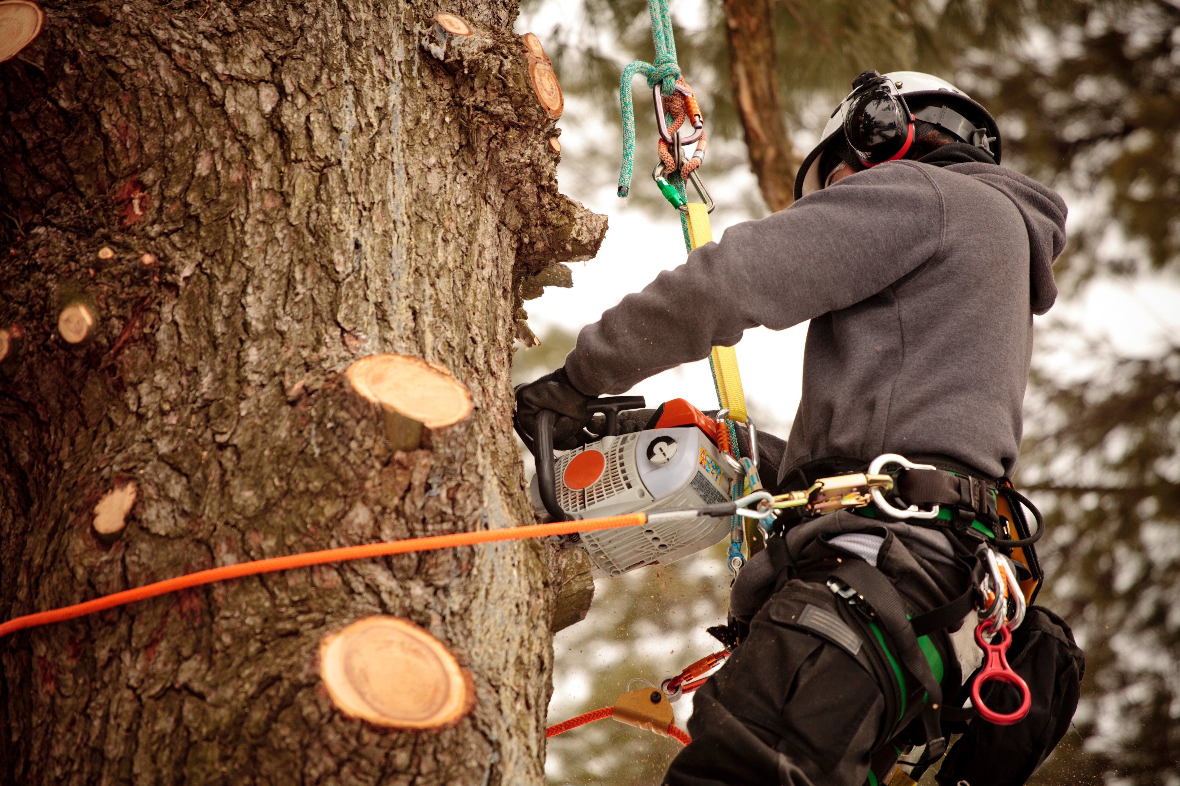 Firewood delivery